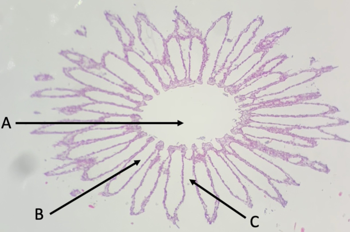 <p>Identify structure C</p>