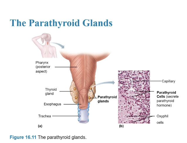 <ul><li><p><sub><sup>Located on the posterior side of the thyroid gland lobes</sup></sub></p></li></ul><p></p>