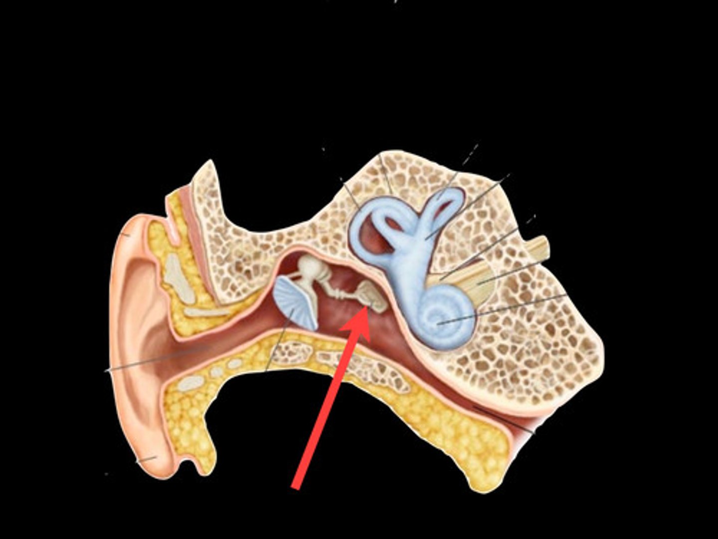 <p>stirrup; last of the three auditory ossicles of the middle ear</p>