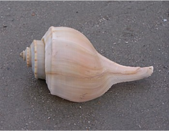 <p>What is the scientific name of the Channeled Whelk?</p>