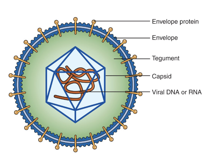 <ul><li><p>submicroscopic particles (nm)</p></li><li><p>core of DNA or RNA</p></li><li><p>protein coat (capsid)</p></li><li><p>some have outer envelope </p></li></ul><p></p>