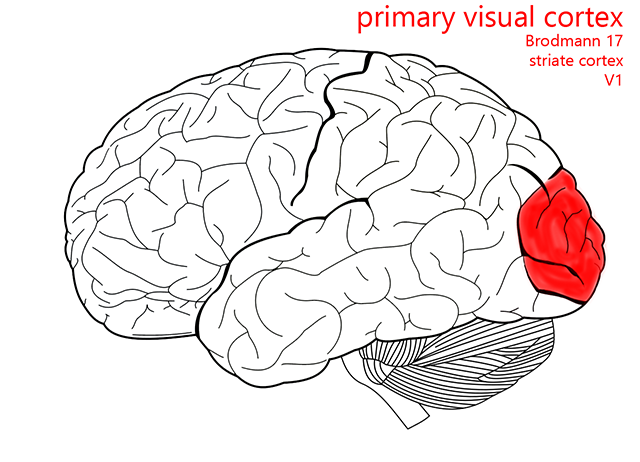 <p>Sensory receptors located on the retina of the eyes, receive visual info from visual field and processes</p>