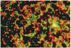 <p>Green enters all cells, red only cells with damaged membranes → live = green, dead = red</p>