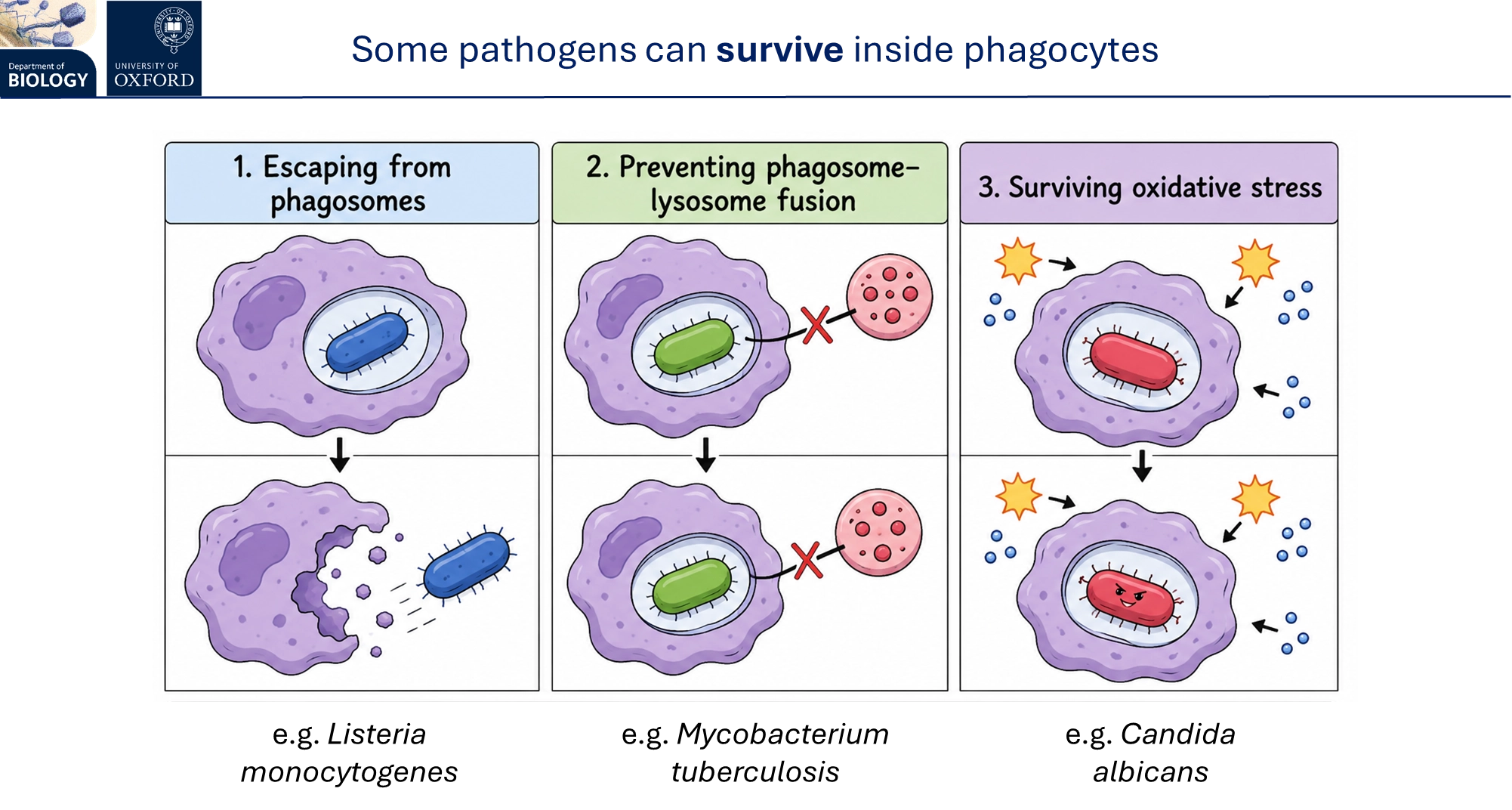 <ul><li><p><strong>phagocytosis </strong>(pseudopodia engulf pathogen in a phagosome, fuses with lysosome into a phagolysosome for digestion, requiring ATP)</p></li><li><p>this is primarily carried out by neutrophils, macrophages (+ immature monocytes) and dendritic cells</p></li><li><p>this is facilitated by <strong>opsonization</strong>, coating the pathogen using <strong>antibodies </strong>or <strong>complement </strong>proteins for phagocyte recognition by receptors</p></li><li><p>however, some pathogens can survive phagocytosis by <strong>escaping </strong>out of<strong> </strong>phagosomes, preventing phagolysosome formation, or withstanding oxidative stress</p></li></ul><p></p>
