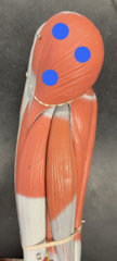 <p>Outermost piece on the big leg</p>
