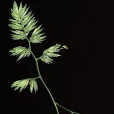<p>Orchard grass</p>