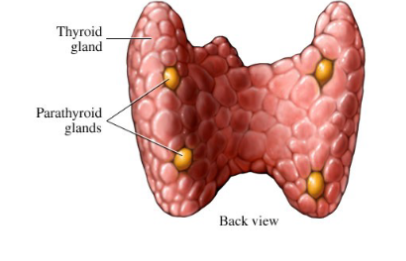 <ul><li><p>the parathyroid hormone (PTH)</p></li></ul><p></p>