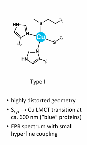 <p>Type 1 Copper/ Plastocyanin, “Blue Copper” is an Electron transfer proteins (Provides/removes electrons from neighbouring enzyme cofactors)</p>