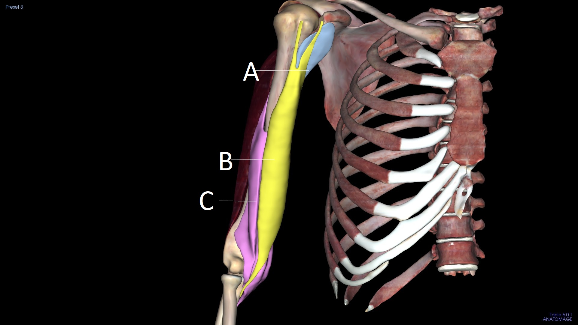 <p>B</p>