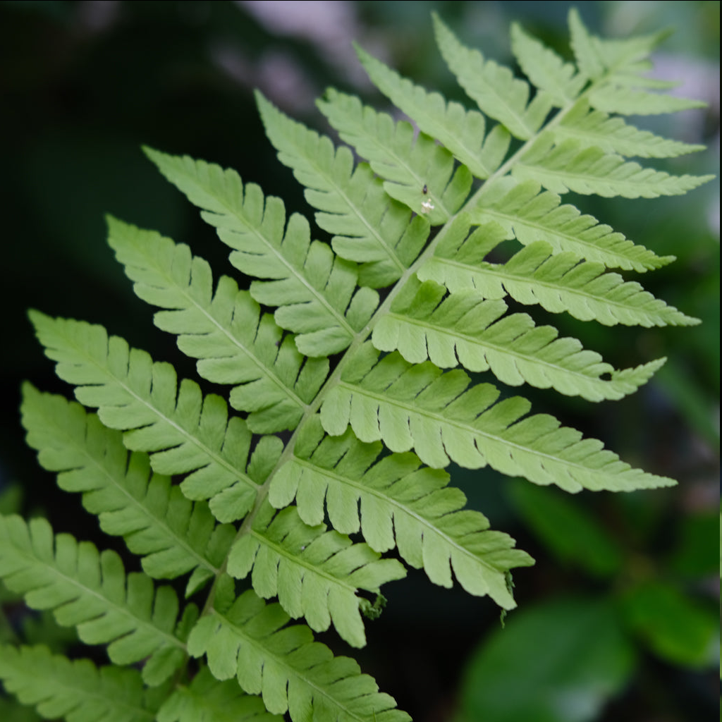 <p><span style="font-family: "Open Sans";">Matteuccia struthiopteris - Ostrich fern</span></p>