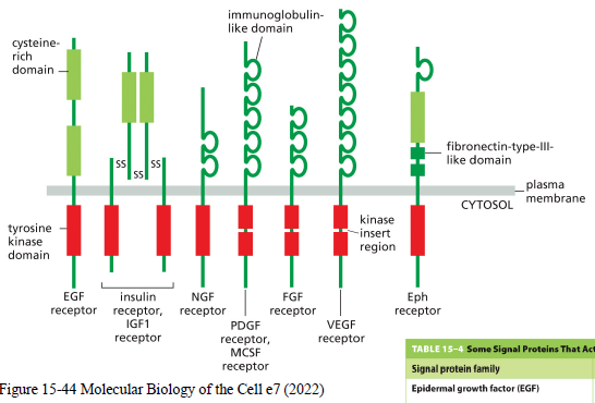 <p>RTKs er enzyme-coupled receptorer med en intracellulær tyrosine kinase domain.</p><p>Ligandbinding aktiverer receptoren og fører ofte til:</p><ul><li><p>cellevækst</p></li><li><p>proliferation</p></li><li><p>survival</p></li><li><p>differentiering</p></li></ul><p>Eksempler:</p><ul><li><p>EGF receptor</p></li><li><p>insulin receptor</p></li><li><p>VEGF receptor</p></li><li><p>PDGF receptor</p></li></ul><p></p>