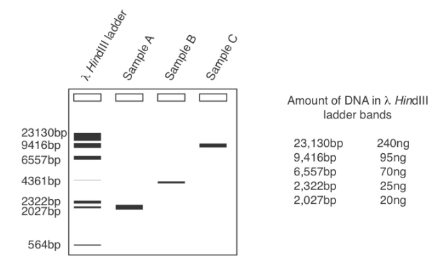 <p><span style="background-color: transparent;"><strong>What is the approximate size (bp) and concentration (ng/ul) of Sample A if I loaded 5µl of sample in each lane?</strong></span></p><p><span style="background-color: transparent;">&nbsp;&nbsp;A) 9416bp, 19ng/µl&nbsp;</span></p><p><span style="background-color: transparent;">&nbsp;&nbsp;B) 2027bp, 4ng/µl&nbsp;</span></p><p><span style="background-color: transparent;">&nbsp;&nbsp;C) 2027bp, 19ng/µl&nbsp;</span></p><p><span style="background-color: transparent;">&nbsp;&nbsp;D) 6557bp, 10ng/µl<strong> </strong></span></p><p><span style="background-color: transparent;">(Lecture #5-6 Questions)</span></p>