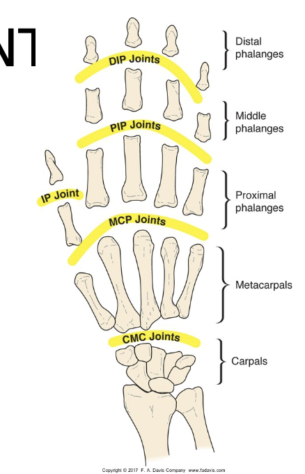 <p><span>Interphalangeal (IP) Joint; DOF, Planes, Type</span></p>