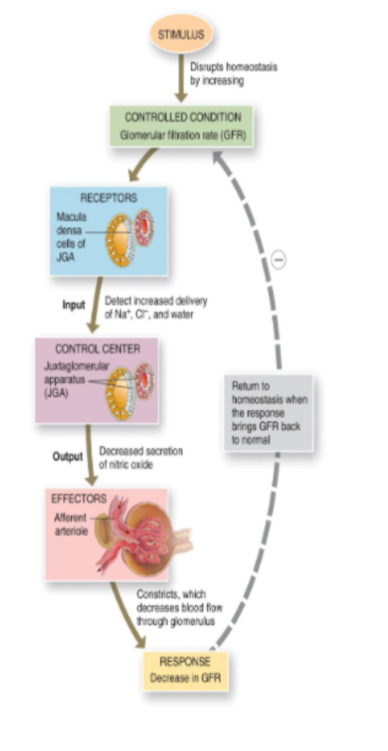 <ol><li><p>The <u>macula densa</u> monitors [NaCl] levels in filtrate</p></li></ol><ol start="2"><li><p><span>High MAP → high GFR → more NaCl → signals afferent arteriole to constrict</span></p></li><li><p><span>Low MAP → low NaCl → arteriole dilates</span></p></li></ol><p></p>