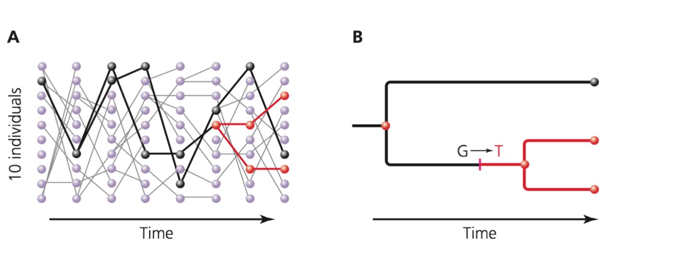 <p>the process in which the geneology of any pair of homologous alleles merges in a common ancestor</p>