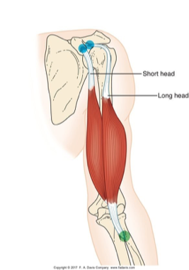 <p>elbow flexion, forearm supination</p><p> (ex: <span>Combing&nbsp;your hair,&nbsp;drinking&nbsp;a&nbsp;beverage,&nbsp;washing&nbsp;your face)</span></p><p></p><p></p>