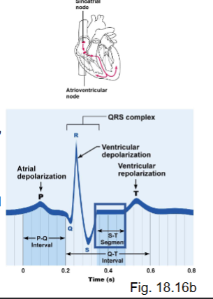 <ul><li><p>ventricular depolarization → contraction</p><ul><li><p>positive ions entering (Ca2+, Na+)</p></li></ul></li><li><p>atrial repolarization is also occurring (leads to relaxation of atria) - the wave created by atrial repolarization is masked by the larger ventricular electrical event (since the ventricles have a larger muscle mass compared to the atria, more cells depolarizing)</p></li></ul><p></p>
