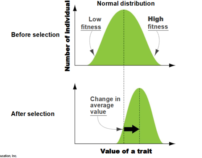 <p>Chnages the average phenotype in the population in one direction </p><ol><li><p>Reduces genetic diveristy</p></li><li><p>Increases Fitness </p></li></ol><p></p>
