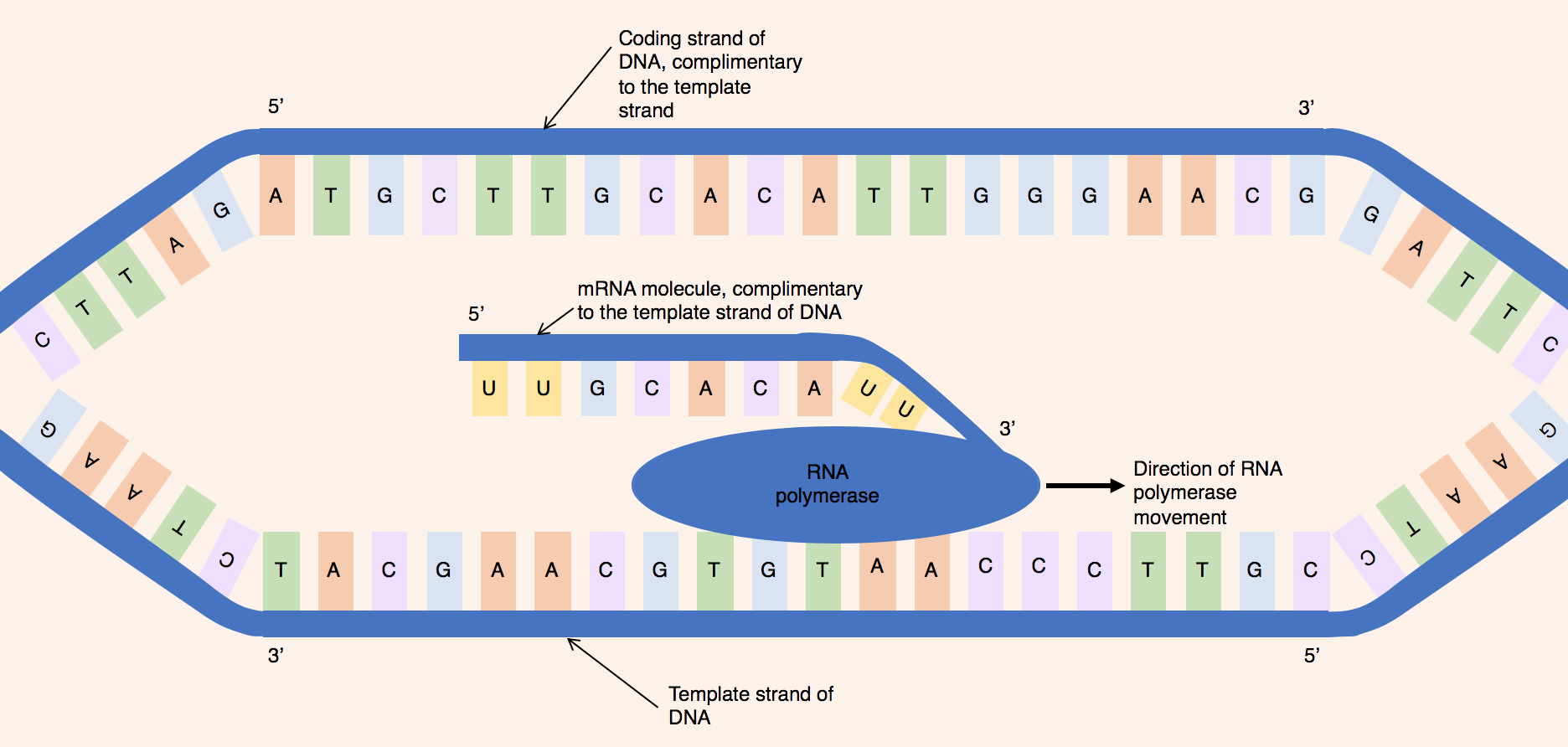 <p>What is a complementary strand?</p>