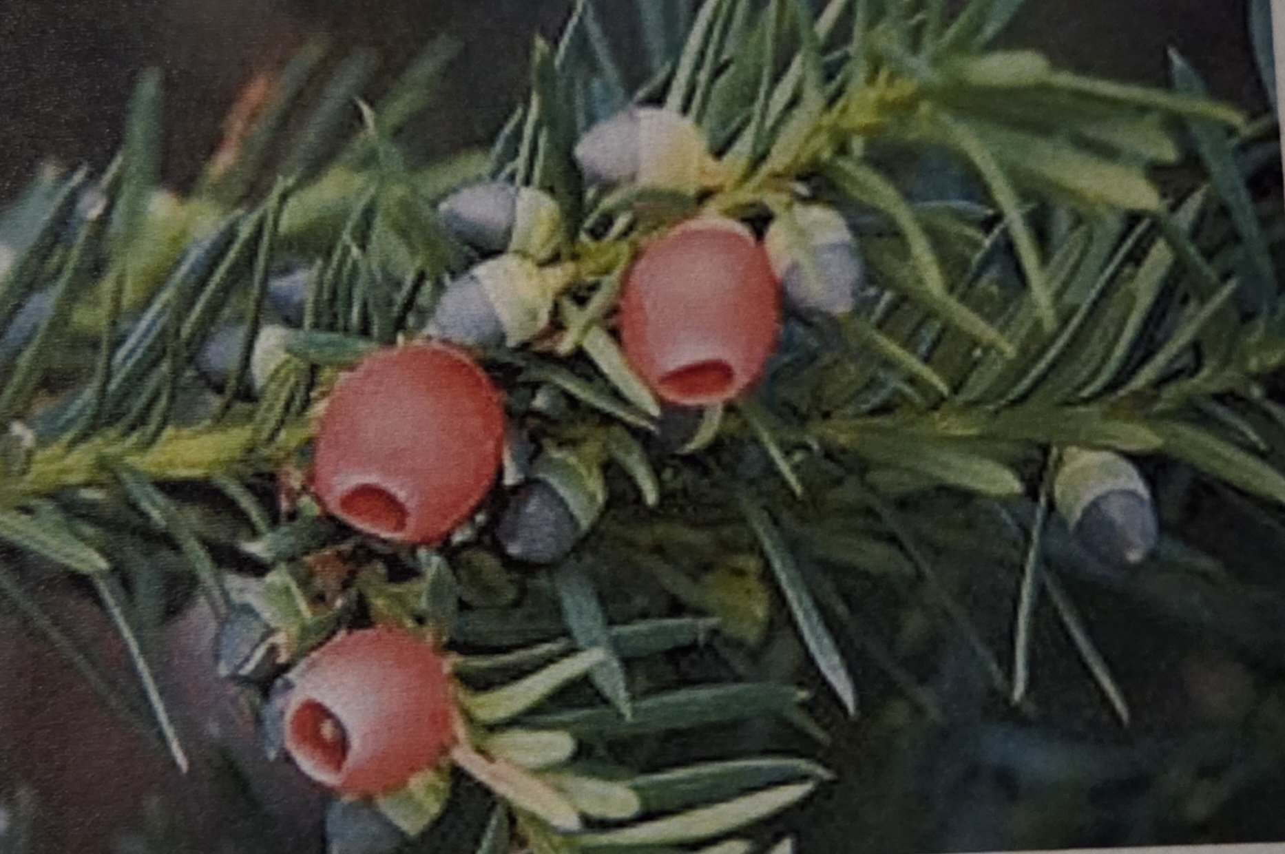 <p class="has-focus">Pacific Yew:</p><ul><li><p>Like grand fir, they have flat needles but are shorter.</p></li><li><p class="has-focus">Has red berries for cones, when ripe. The needles are arranged in 2 rows in flat sparks, similar to Grand Fir, but the needles are shorter, ABOUT AN INCH (2-3CM) long, coming to a point at the end.</p></li></ul><p></p>