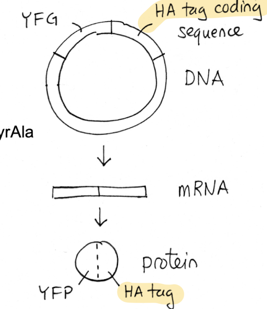<p>Method 3 : Tagged Fusion Proteins </p>