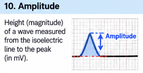 <p>Height or depth of a wave from the isoelectric line.</p><p>Directly related to the <strong>mass of tissue electrically active</strong> at that time.</p>