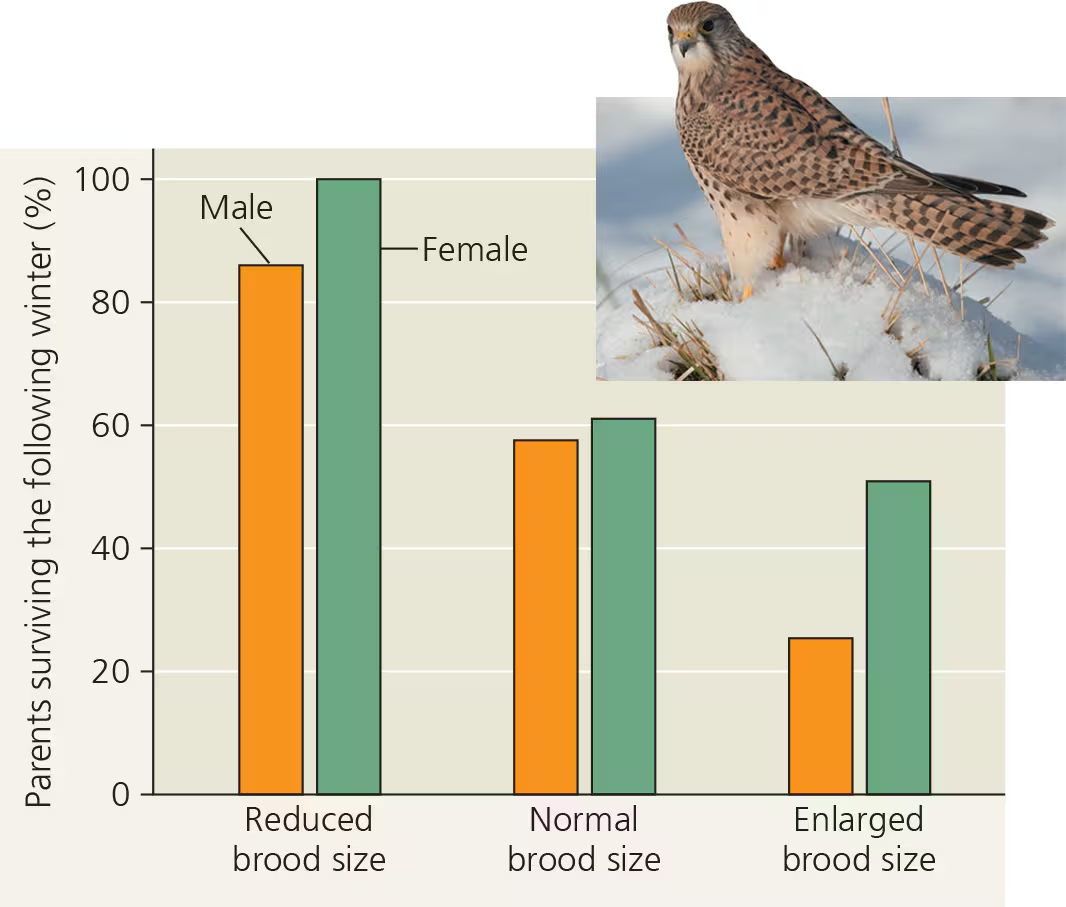 <p>energetic tradeoffs: producing many small offspring with low survival chances or few large offspring with high survival chances. organisms who use more energy in caring for more, smaller offspring have reduced survival. plants and animals whose young are likely to die often produce large numbers of small offspring</p><p>reproductive success: r selection and k selection</p>