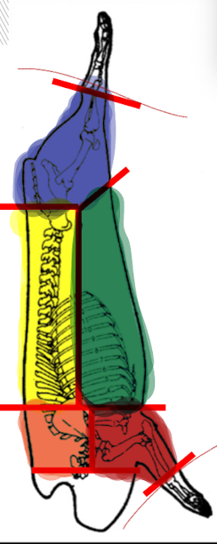 <p>What pork primal is YELLOW in this image?</p>