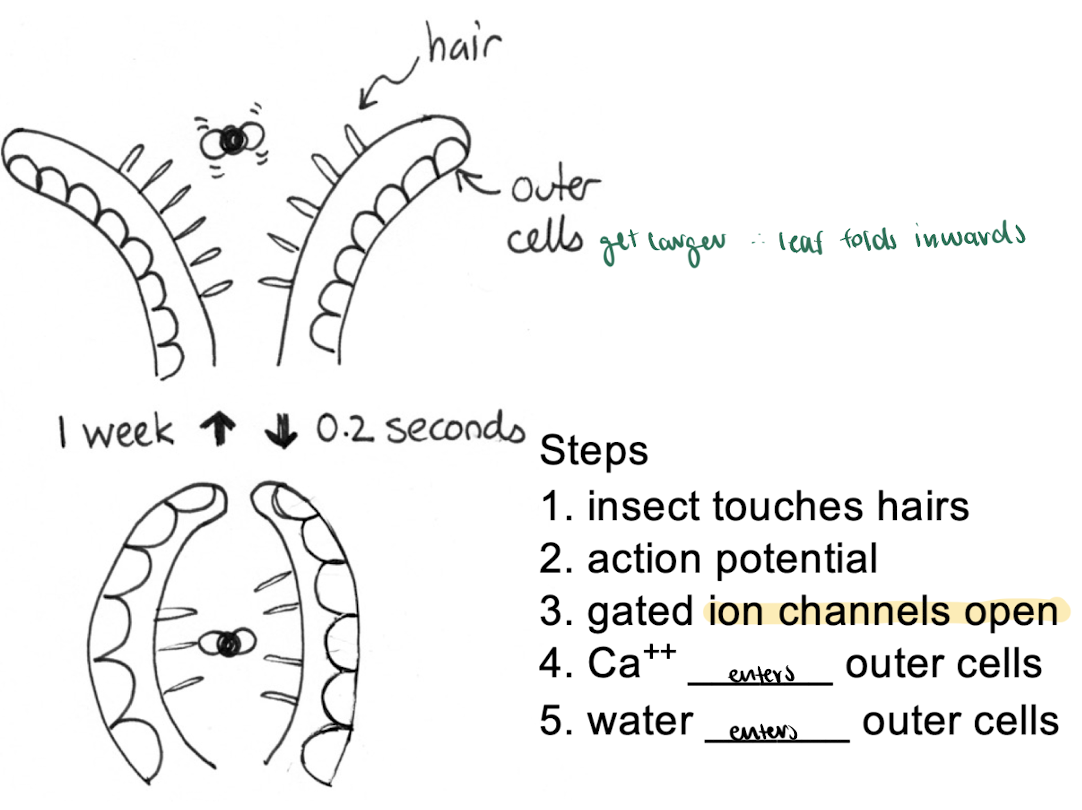 <ul><li><p>ion channels are gated → water follows the ions </p></li></ul><p></p><p>Plant cell expansion:</p><img src="https://assets.knowt.com/user-attachments/2f5cbe36-de1c-4fe4-abac-4c9e6a3c73da.png" data-width="100%" data-align="center"><p></p><p>ex. venus fly traps</p><ul><li><p>uses Ca2+ gradient → water enters → outer cells expand → envelope/fold over to capture insects </p></li></ul><p>Steps:</p><ol><li><p>insect touches hairs </p></li><li><p>action potential</p></li><li><p>gated ion channels open</p></li><li><p>Ca2+ enters outer cells</p></li><li><p>water enters outer cells (following ions)</p></li></ol><p>→ outer cells get larger → leaf folds inwards </p><p></p><p>ex. cape sundews - also moves leafs to capture insects </p><p></p>