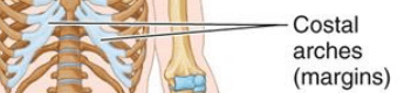 <p>1) An avascular semirigid and resilient connective tissue that is put where more flexibility is required. ex. costal cartilage</p><p>2) Cartilage is also on the surface of bones and capps joints to create a low friction smooth surface for free movement.</p><p>3) Cartilage is more abundant in younger people that need to have more flexible bones. ( the bones in newborns are mostly cartilage)</p><p>*cartilage gets' its oxygen and nutrients through diffusion</p>