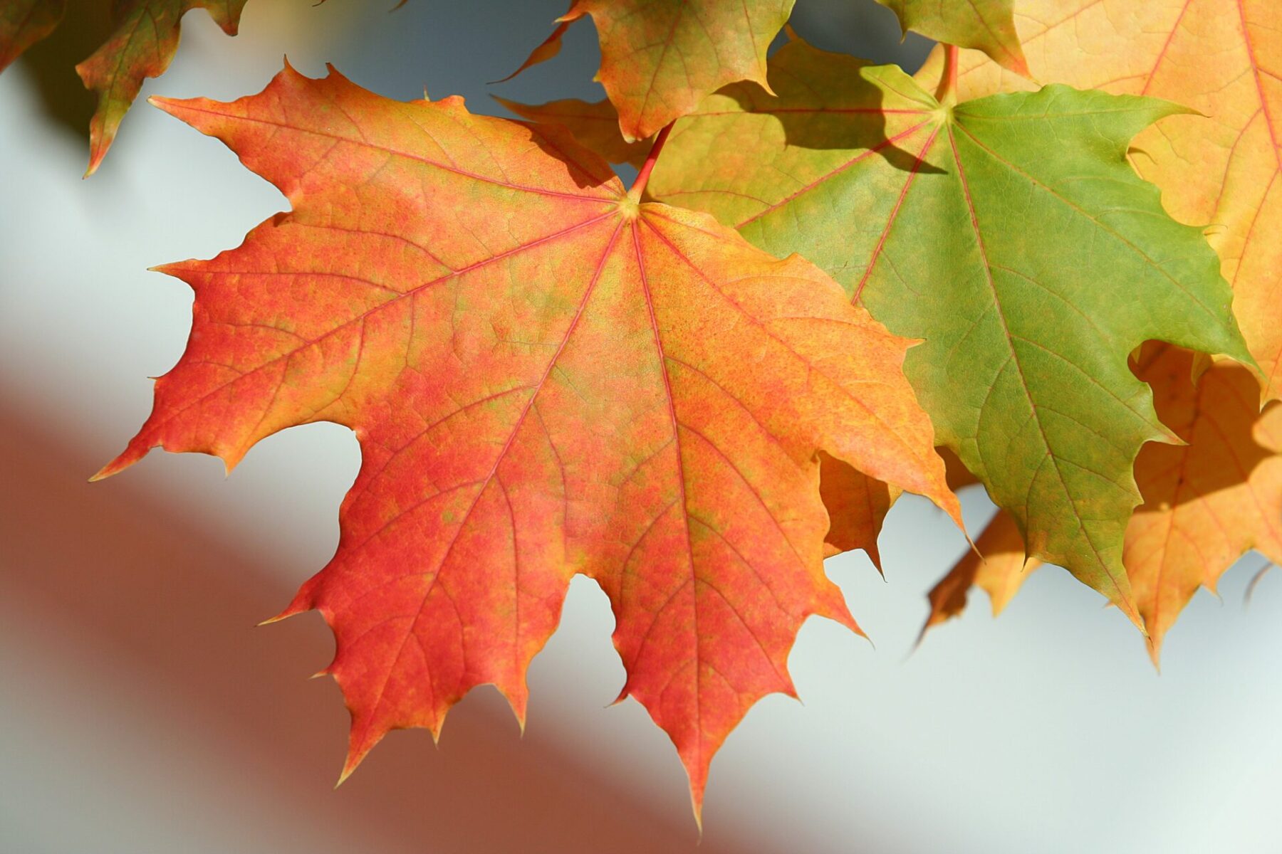 <p>Sugar Maple </p>