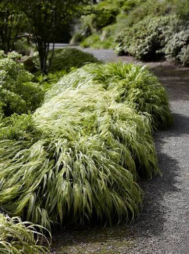 <p>Hakonechloa macra</p>
