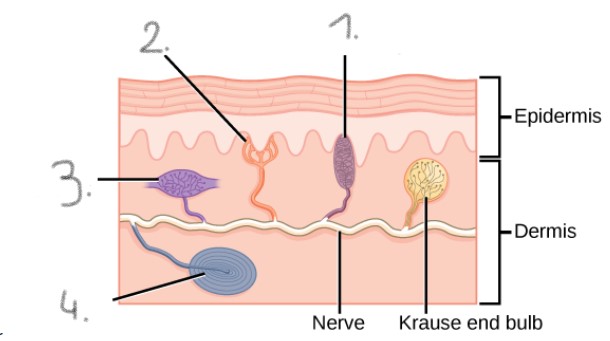 <p>label the skin receptors</p>