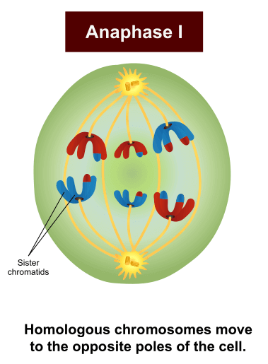 <ul><li><p><span style="background-color: transparent;">In meiosis one-homologous chromosomes separate process</span></p></li><li><p><span style="background-color: transparent;">Homologous chromosomes separate from the tetrad and migrate to opposite poles of the spindle</span></p></li><li><p><span style="background-color: transparent;">Sister chromatids remain attached at their centromeres</span></p></li></ul><p><u>Chromosome number</u>:</p><ul><li><p>46 double chromosomes- diploid</p></li></ul><p></p>