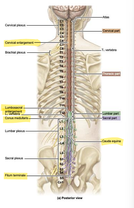 <p>contains neurons that innervate upper limb</p>
