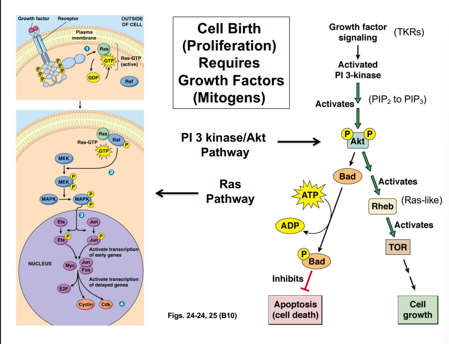 <p><span style="background-color: transparent;"><strong>Signaling Pathways Required for Cell Birth</strong></span></p>
