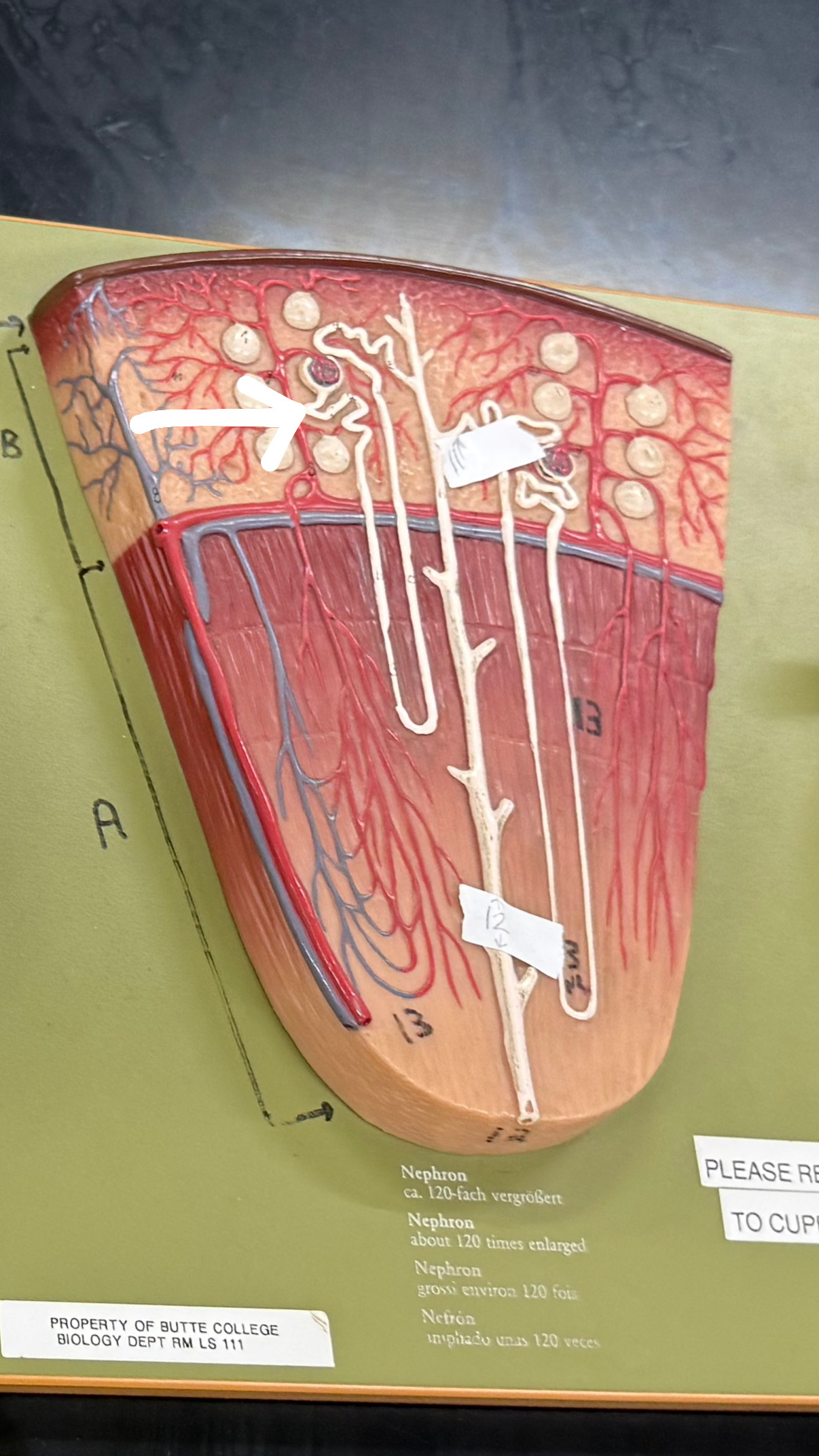 <p>farther away to the collecting duct </p>