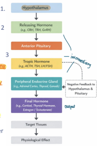 <p>What are the three important steps in the hormone cascade?</p>