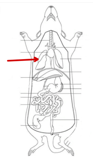 <p>Rat</p>