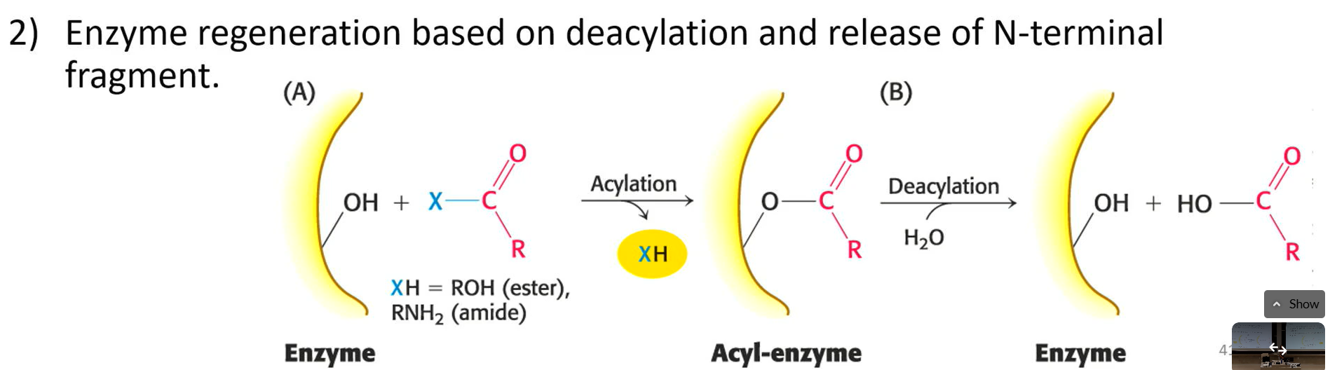 <p>enzyme regeneration based on deacylation and release of n-terminal fragment</p>