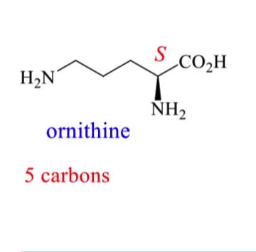 <p>How can we prepare ornithine incorporating isotopic labels?</p>