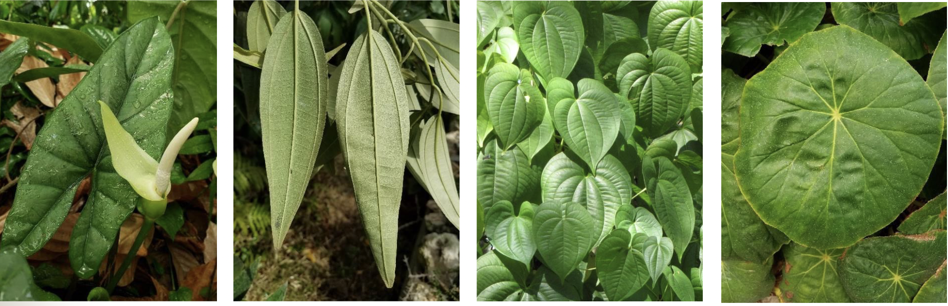 <p>Mature leaves typically have a broad flat surface called a _. Simple leaves have a single one. Shapes include, from left to right; hastate, _, cordate, and _</p>