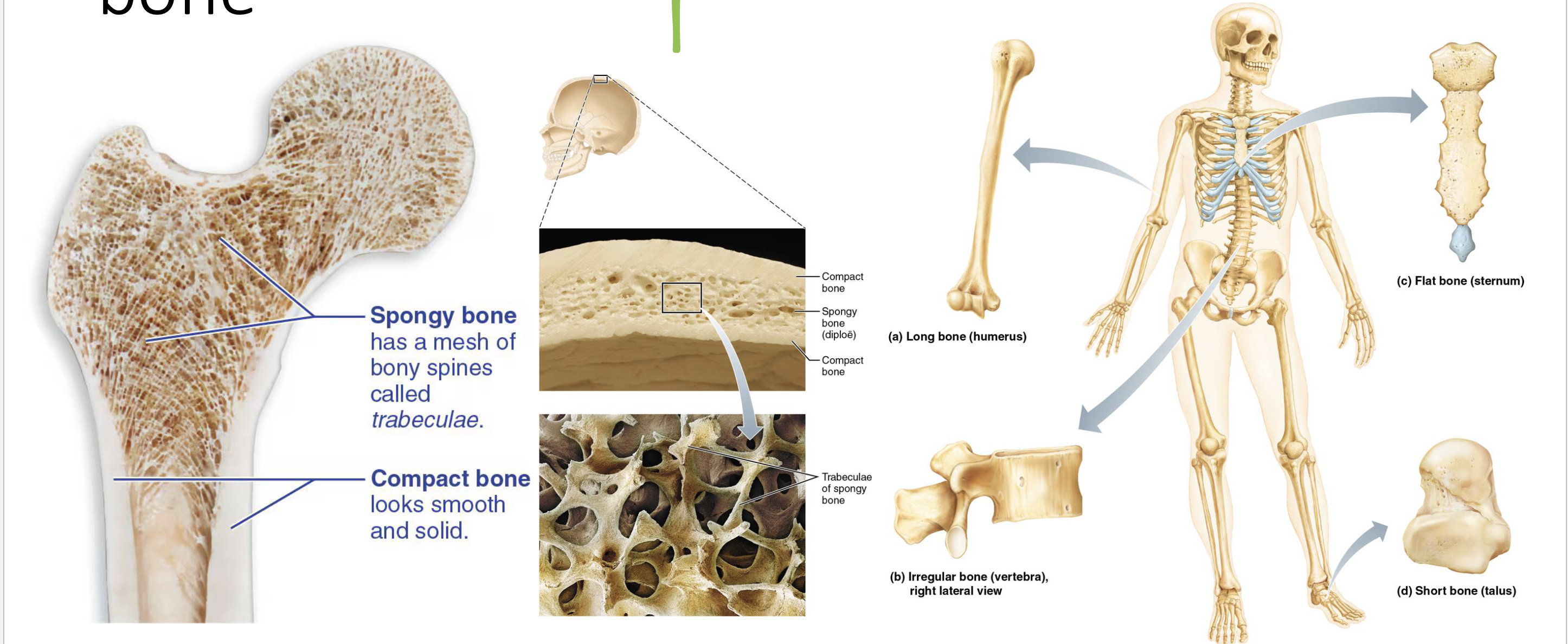 <ol><li><p>Texture → compact or spongy</p></li><li><p>Gross Anatomy → long, short, flat, irregular</p></li></ol><p></p>
