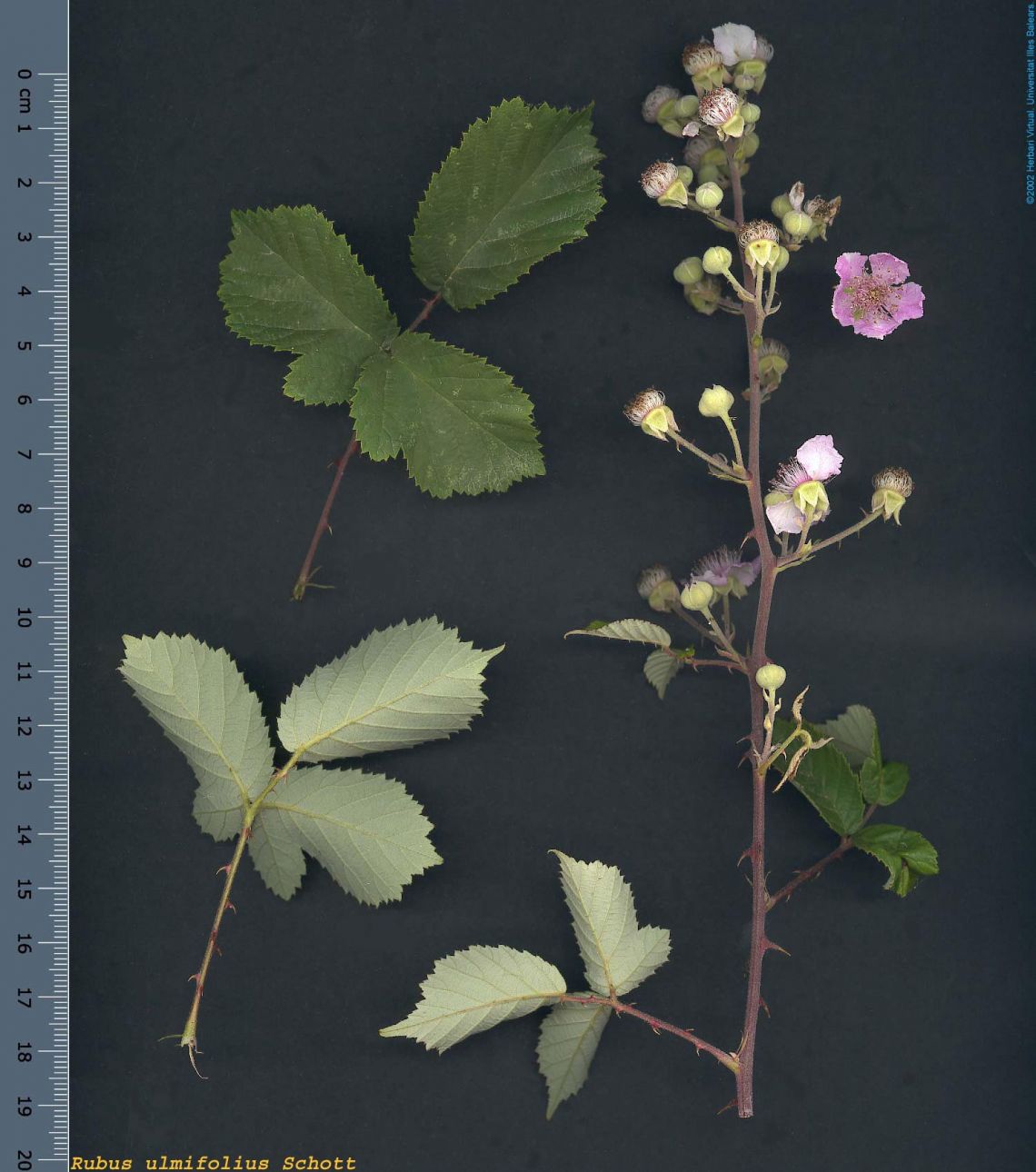 term image