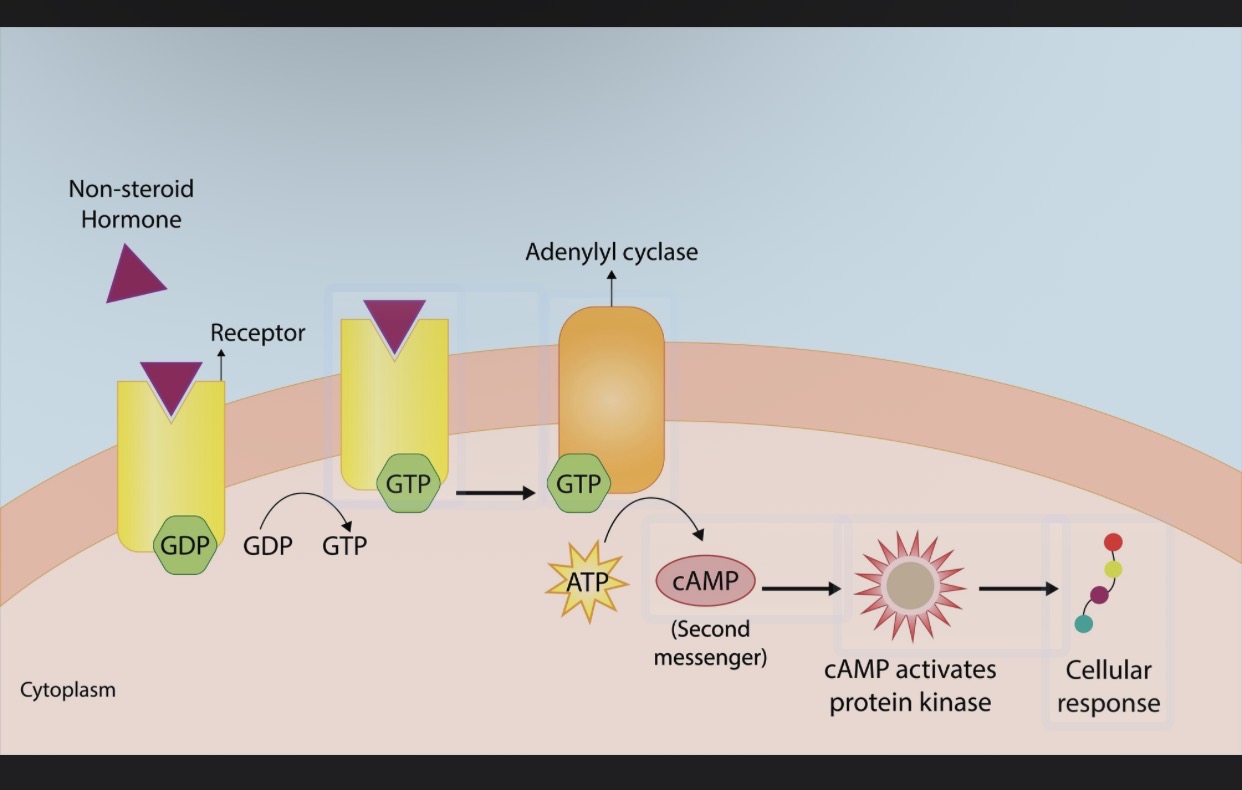 <p><span>What are the three main clinical/physiological functions of the complement system, and which specific protein fragments orchestrate them?</span></p>