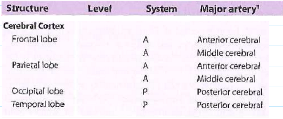 <p>Structure: Frontal lobe; Parietal lobe - Occipital lobe; temporal lobe</p><p>System: A, A; A, A - P; P</p><p>Major Artery: Anterior cerebral, Middle cerebral; Anterior cerebral, middle cerebral - posterior cerebral; posterior cerebral</p>