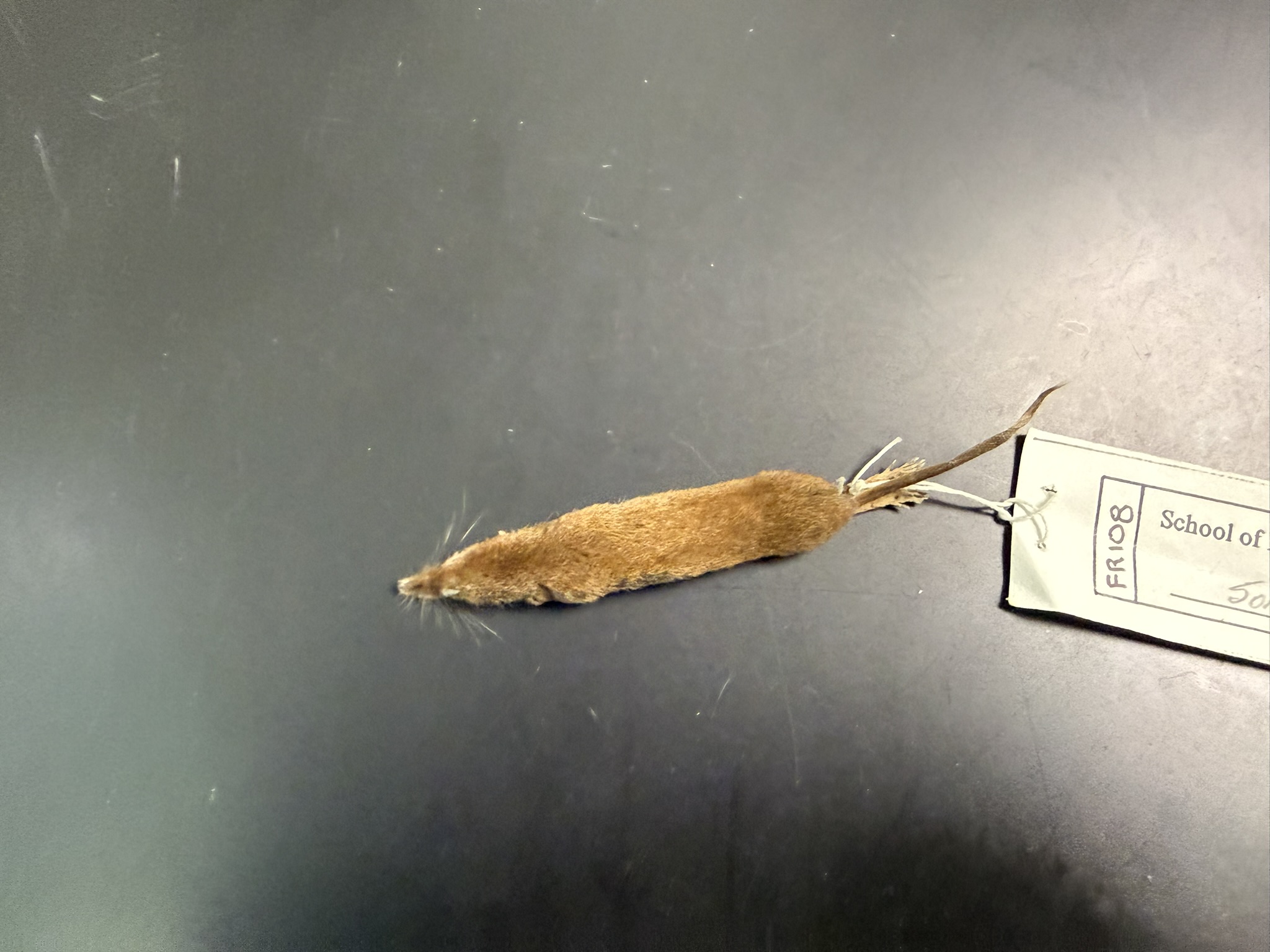 <p>What is the name and taxonomy of the species?</p>