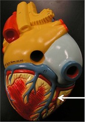<p>Red artery on the back fat groove</p>