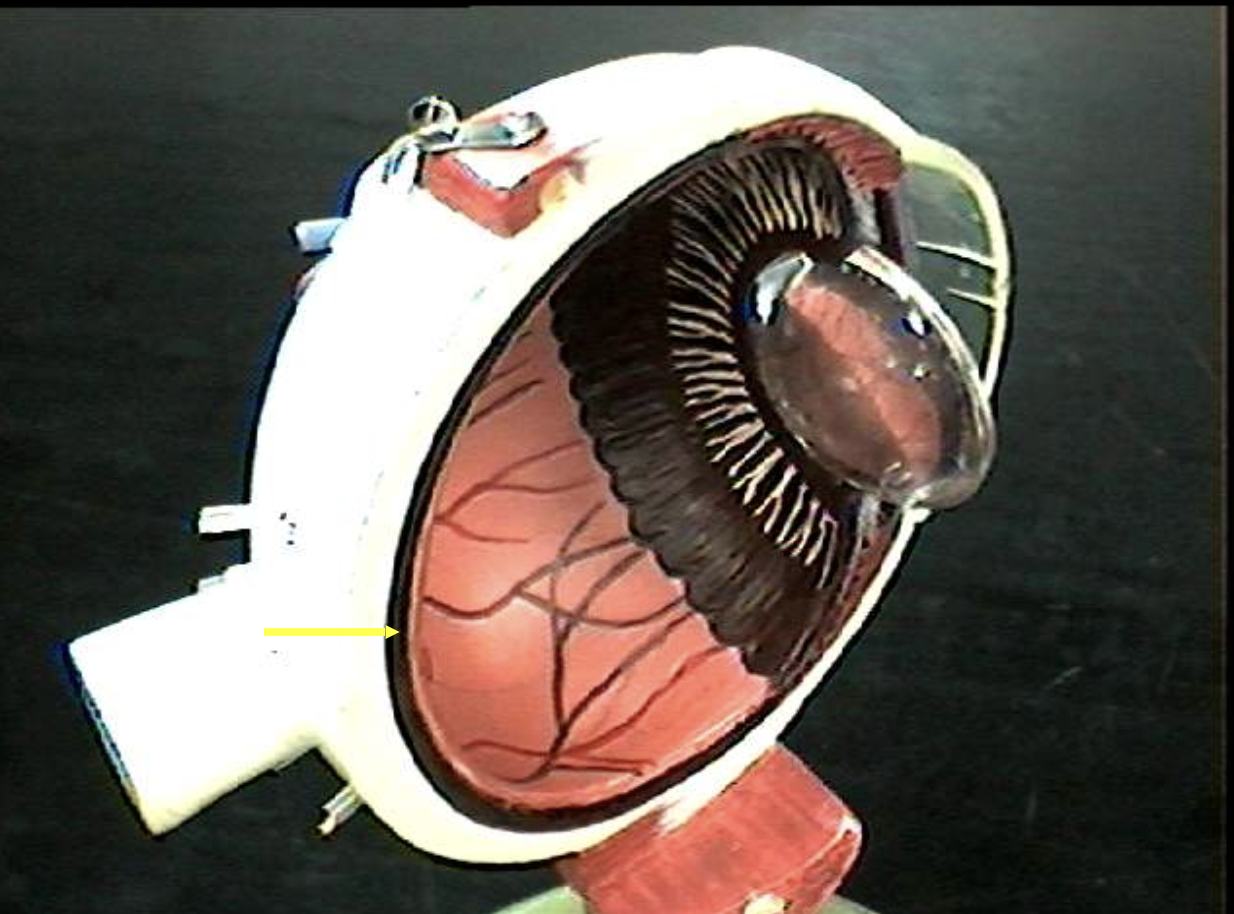 <p>Identify the eye parts. </p>