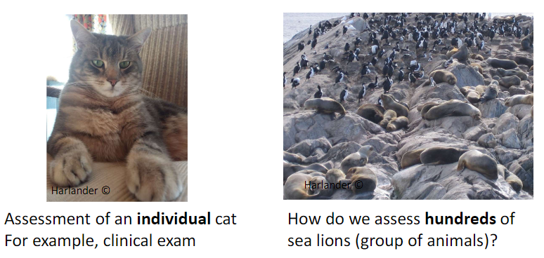 <p><strong>Individual Assessment</strong><br> Example: <strong>clinical exam</strong></p><p><strong>Group Assessment</strong><br> Different methods needed for <strong>large numbers of animals</strong></p>